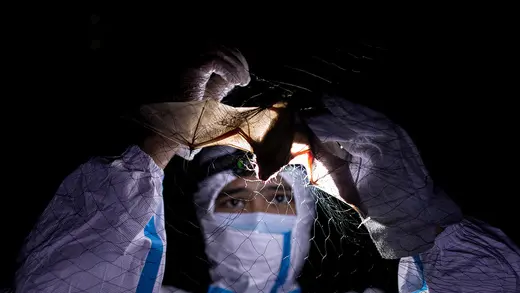 A bat ecologist, detangles a bat caught on a mist net that was set up in front of a building with a bat roost at the University of the Philippines Los Banos.